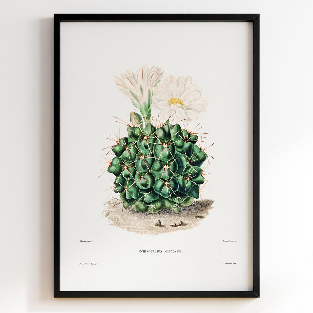 Вінтажний ботанічний постер Charles Antoine Lemaire Арт: 27532