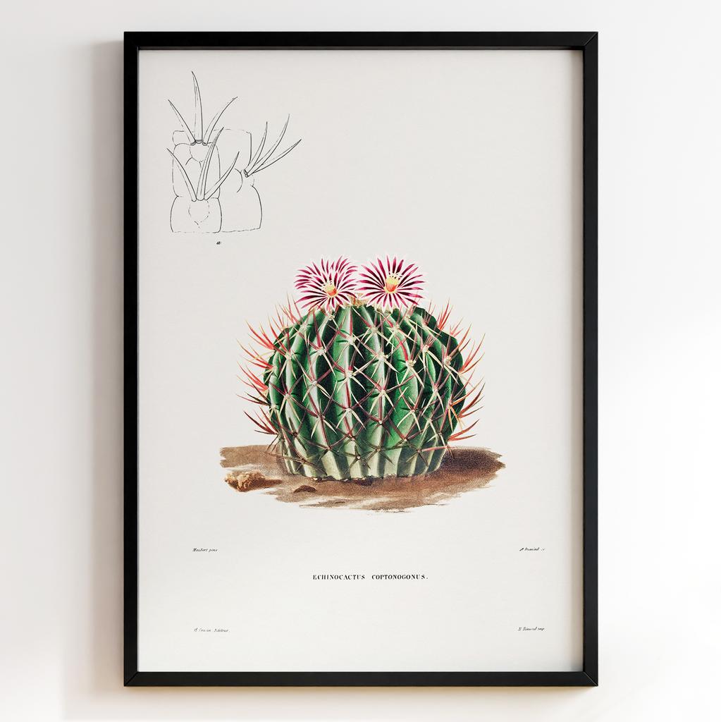 Вінтажний ботанічний постер Charles Antoine Lemaire Арт: 27533