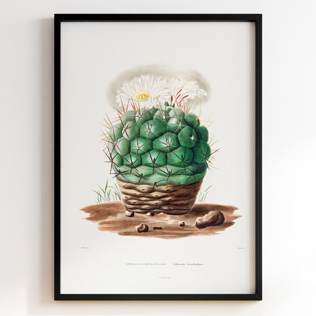 Вінтажний ботанічний постер Charles Antoine Lemaire Арт: 27534