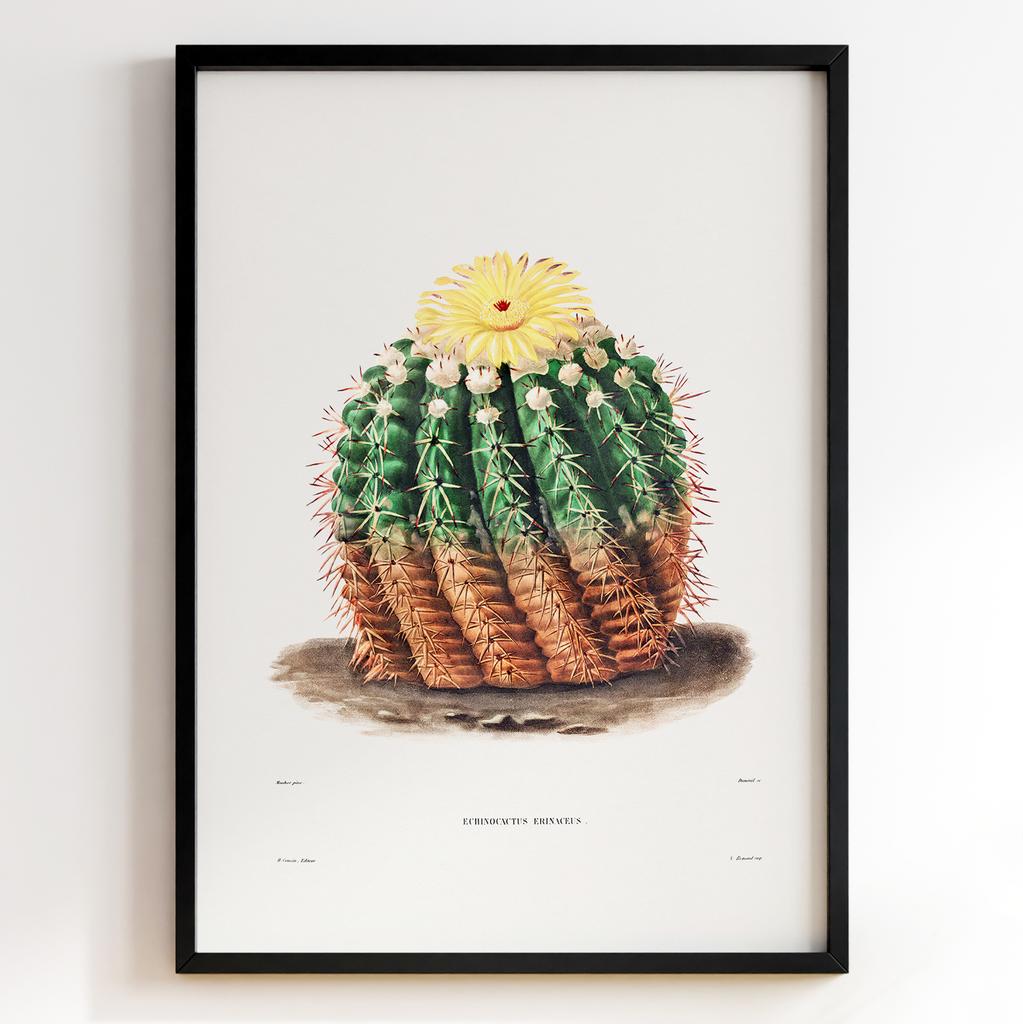 Вінтажний ботанічний постер Charles Antoine Lemaire Арт: 27537