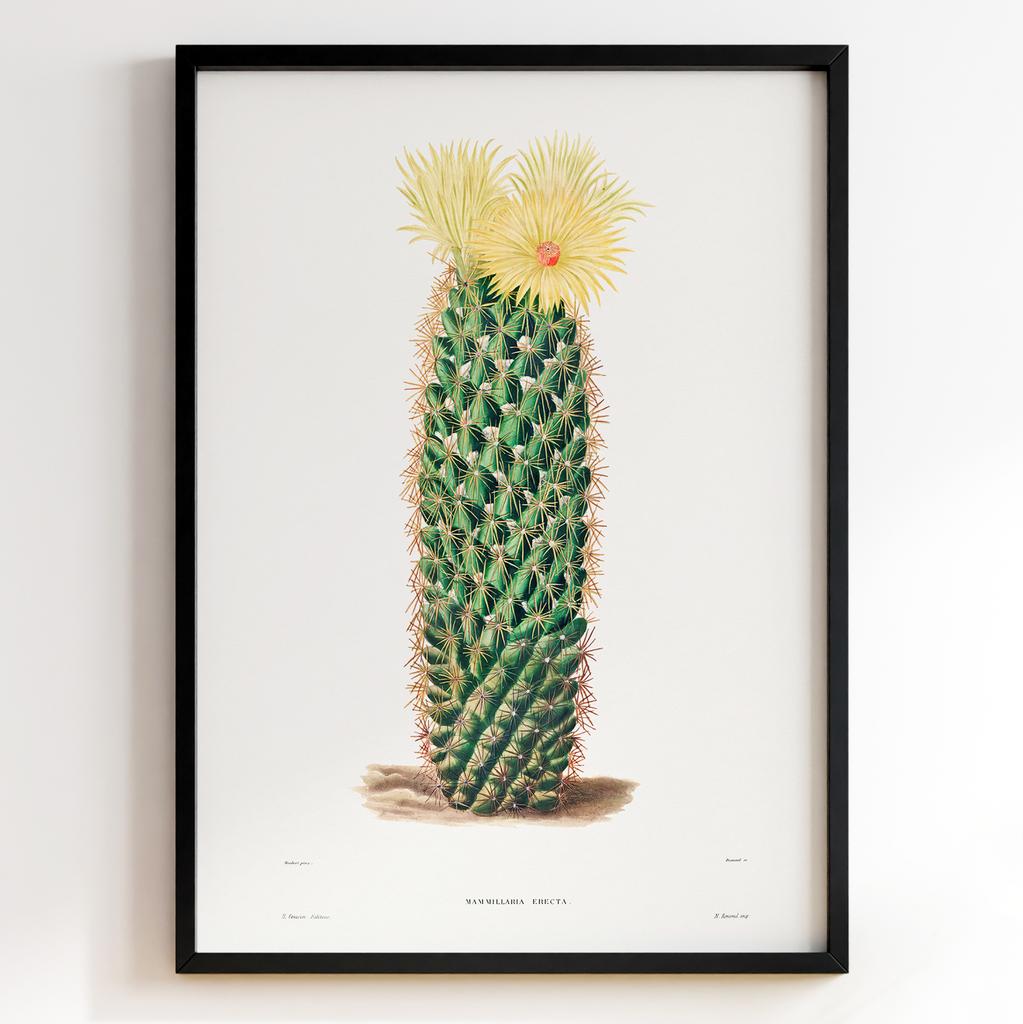 Вінтажний ботанічний постер Charles Antoine Lemaire Арт: 27538