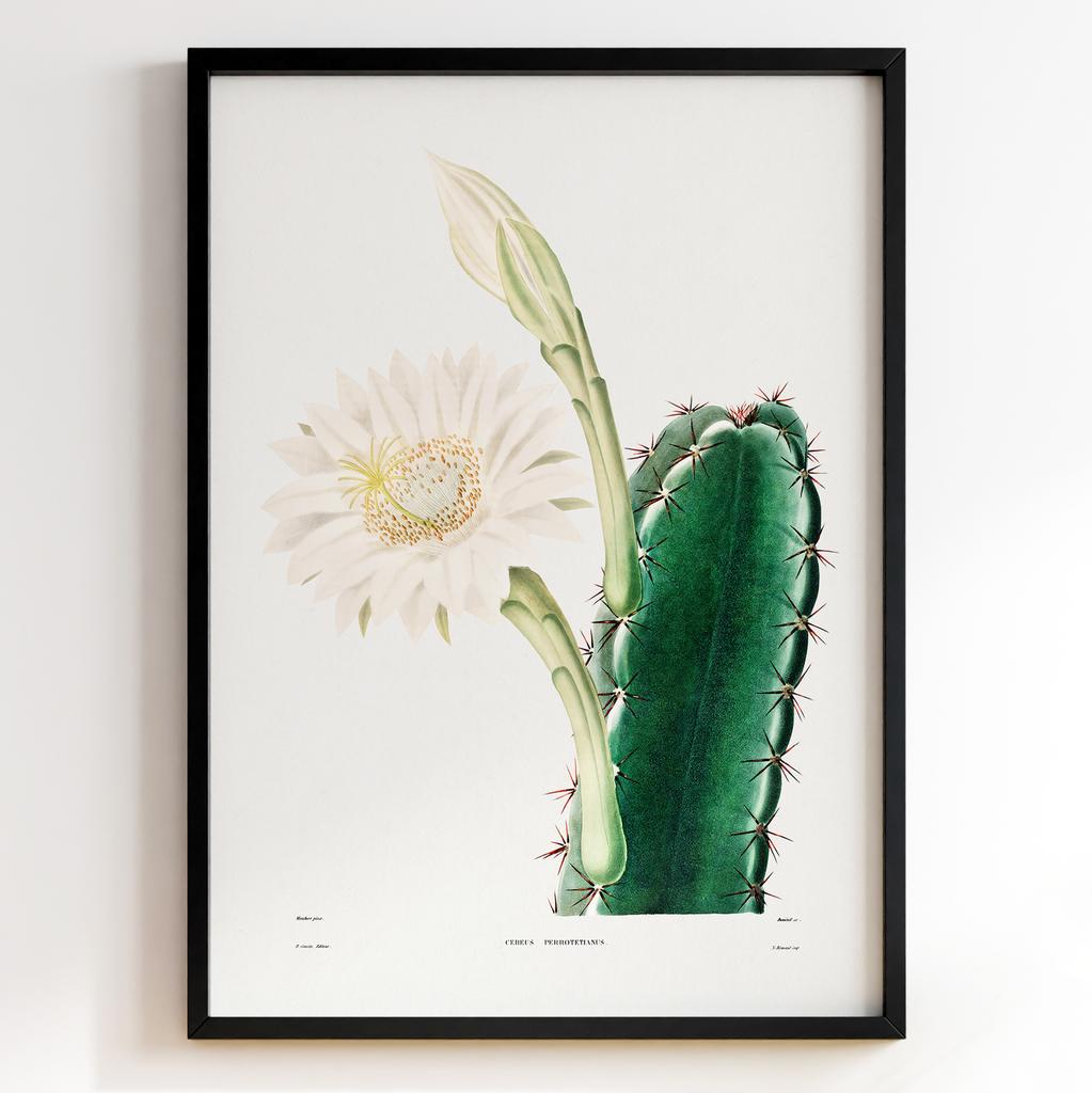 Вінтажний ботанічний постер Charles Antoine Lemaire Арт: 27539