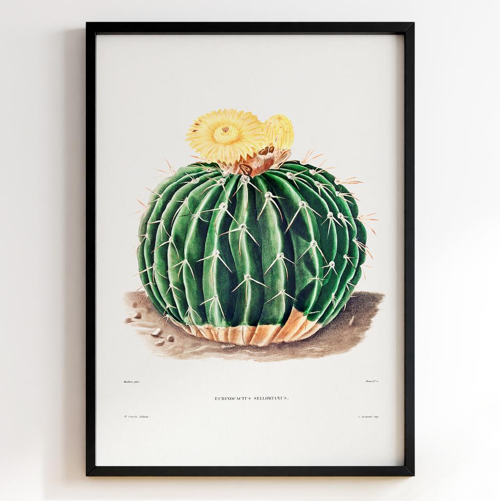 Вінтажний ботанічний постер Charles Antoine Lemaire Арт: 27540