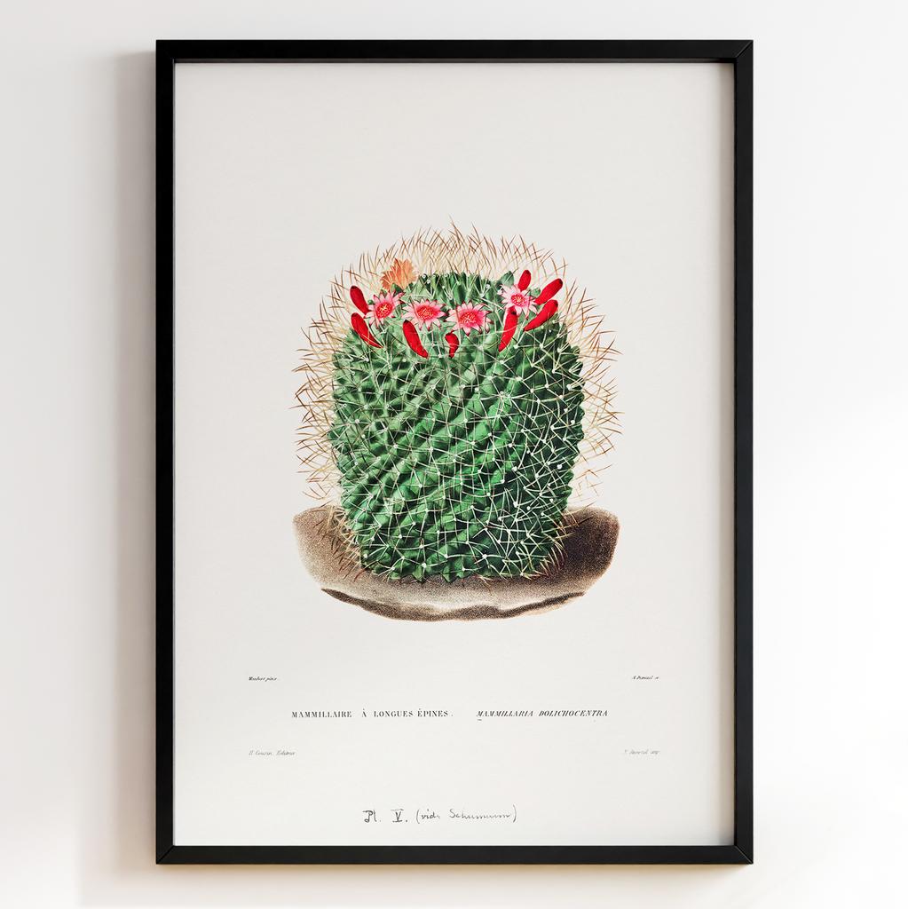 Вінтажний ботанічний постер Charles Antoine Lemaire Арт: 27541