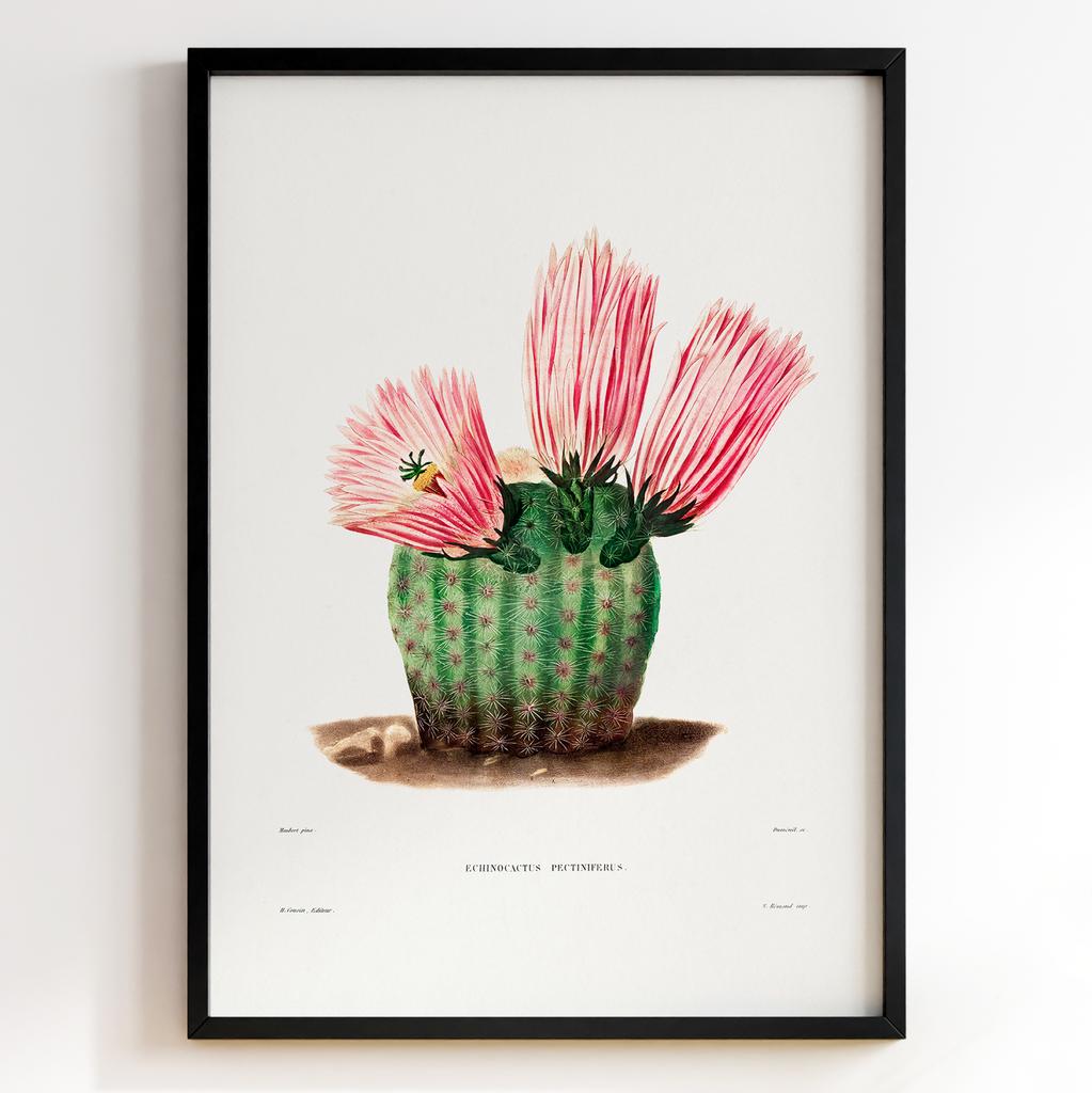 Вінтажний ботанічний постер Charles Antoine Lemaire Арт: 27542