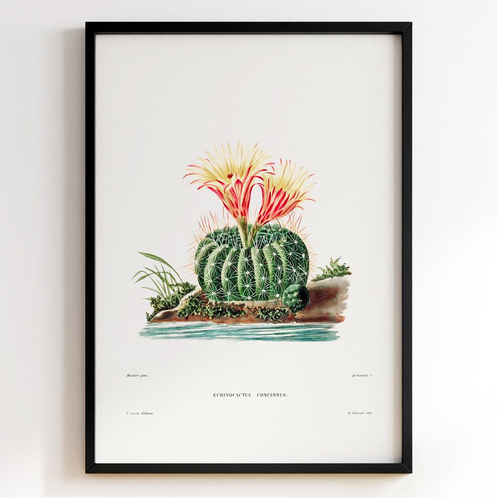 Вінтажний ботанічний постер Charles Antoine Lemaire Арт: 27543