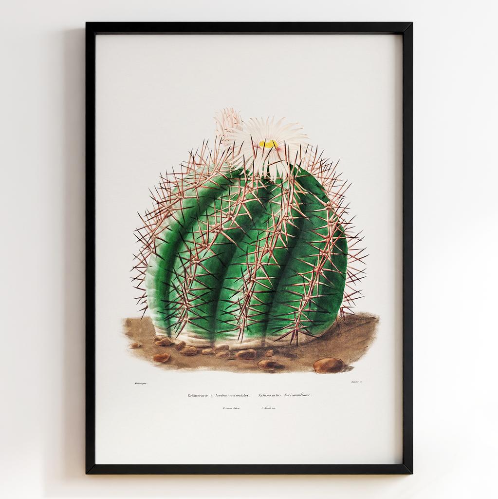 Вінтажний ботанічний постер Charles Antoine Lemaire Арт: 27544