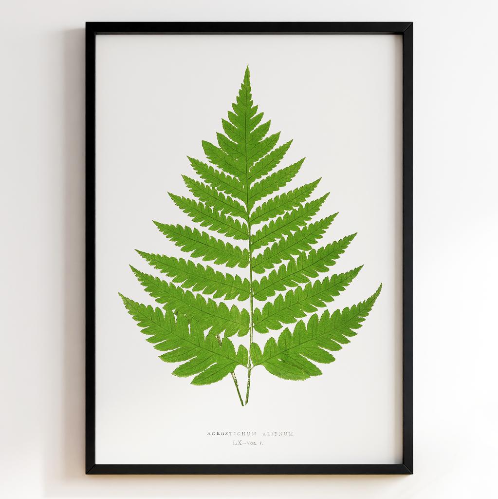 Edward Joseph Lowe – Ботанічний постер із листям Арт: 27545