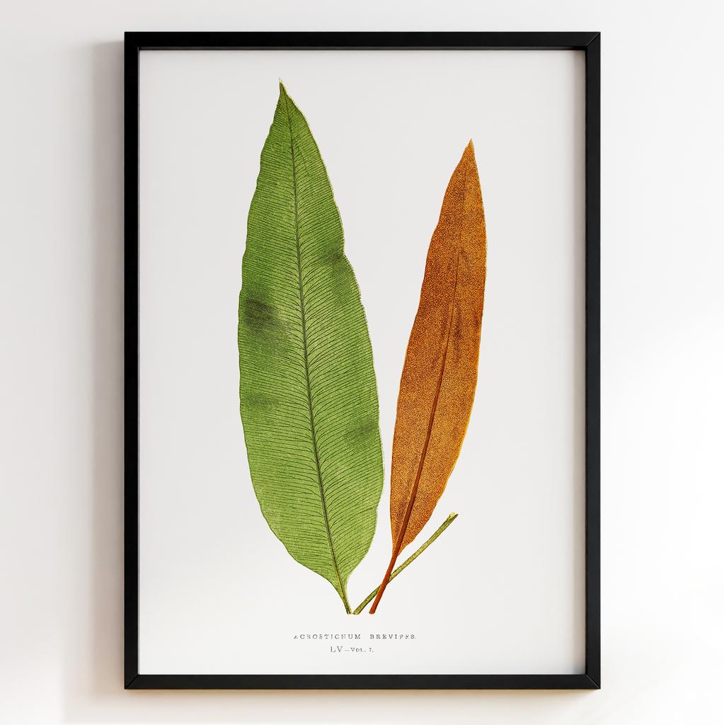 Edward Joseph Lowe – Ботанічний постер із листям Арт: 27546