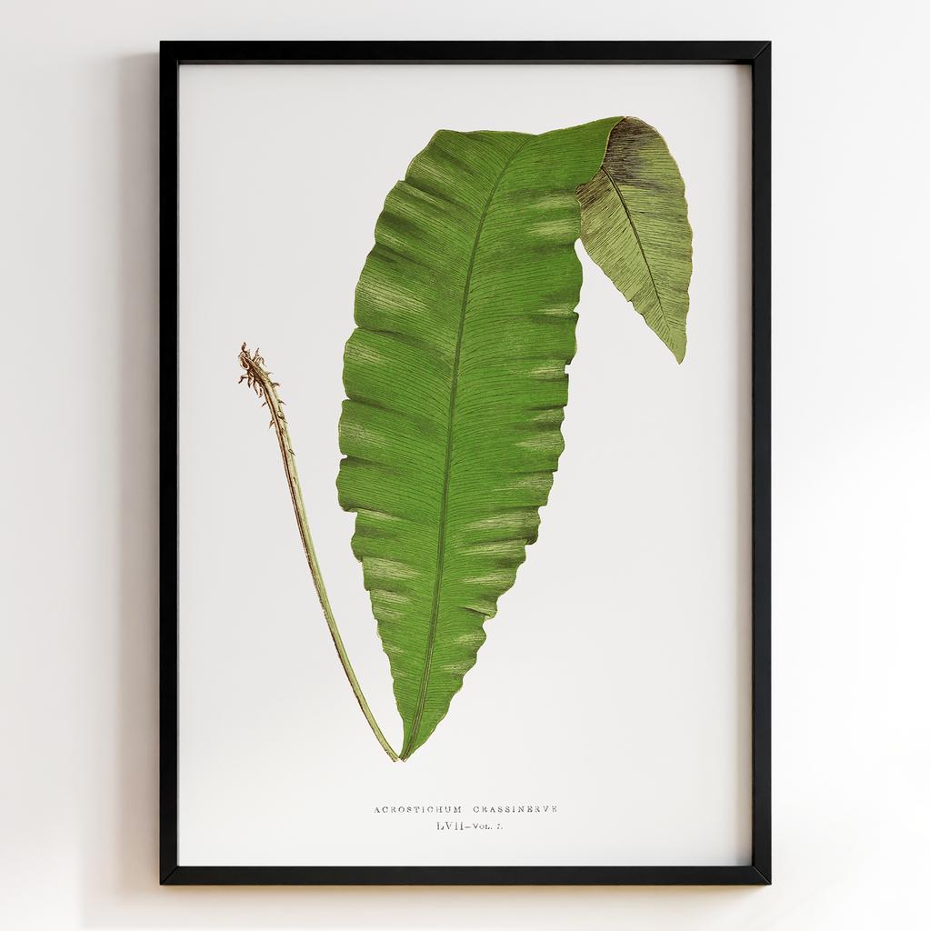 Edward Joseph Lowe – Ботанічний постер із листям Арт: 27547