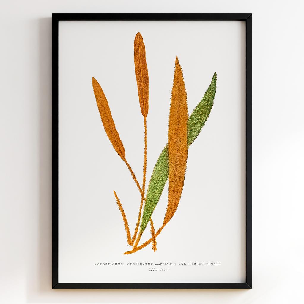 Edward Joseph Lowe – Ботанічний постер із листям Арт: 27548