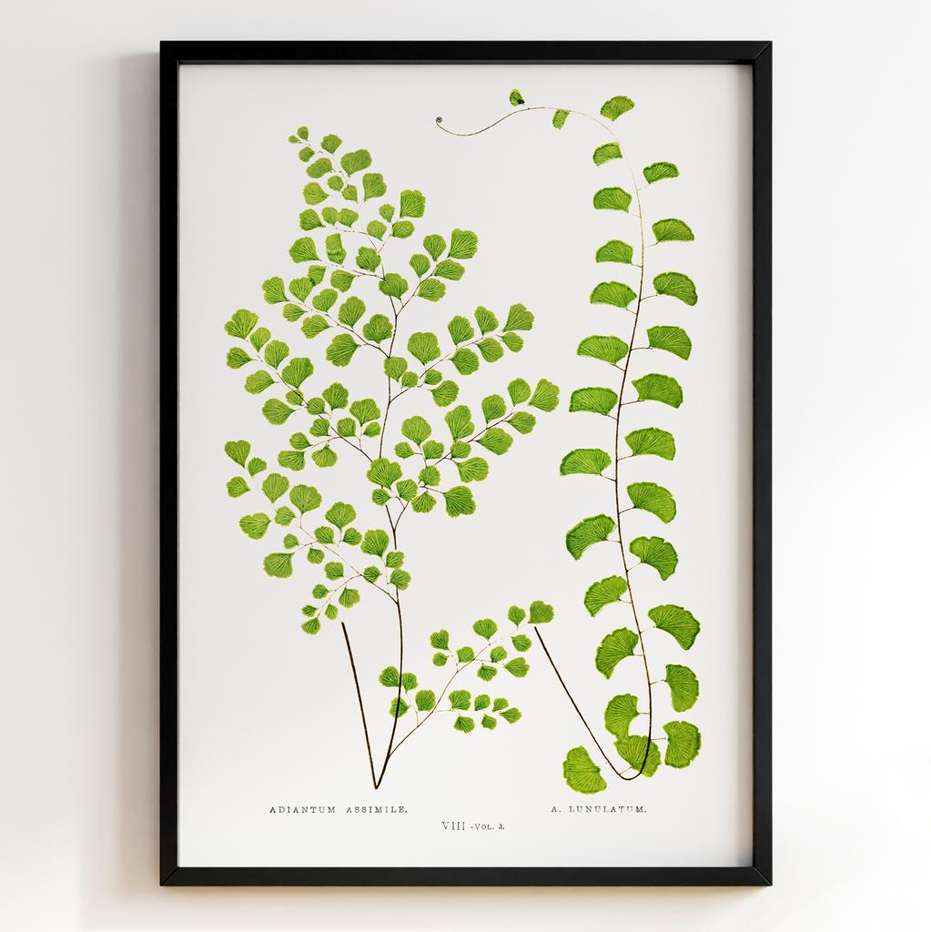 Edward Joseph Lowe – Ботанічний постер із листям Арт: 27549