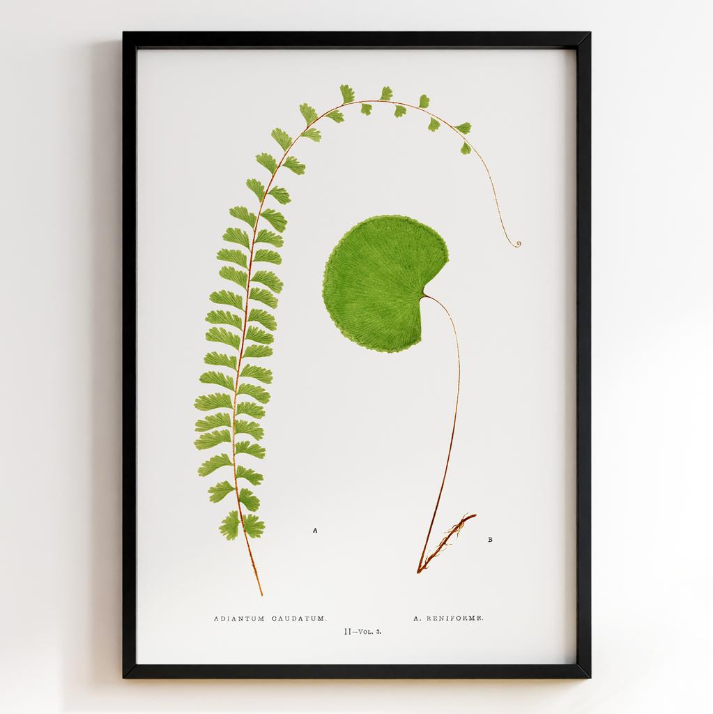 Edward Joseph Lowe – Ботанічний постер із листям Арт: 27550