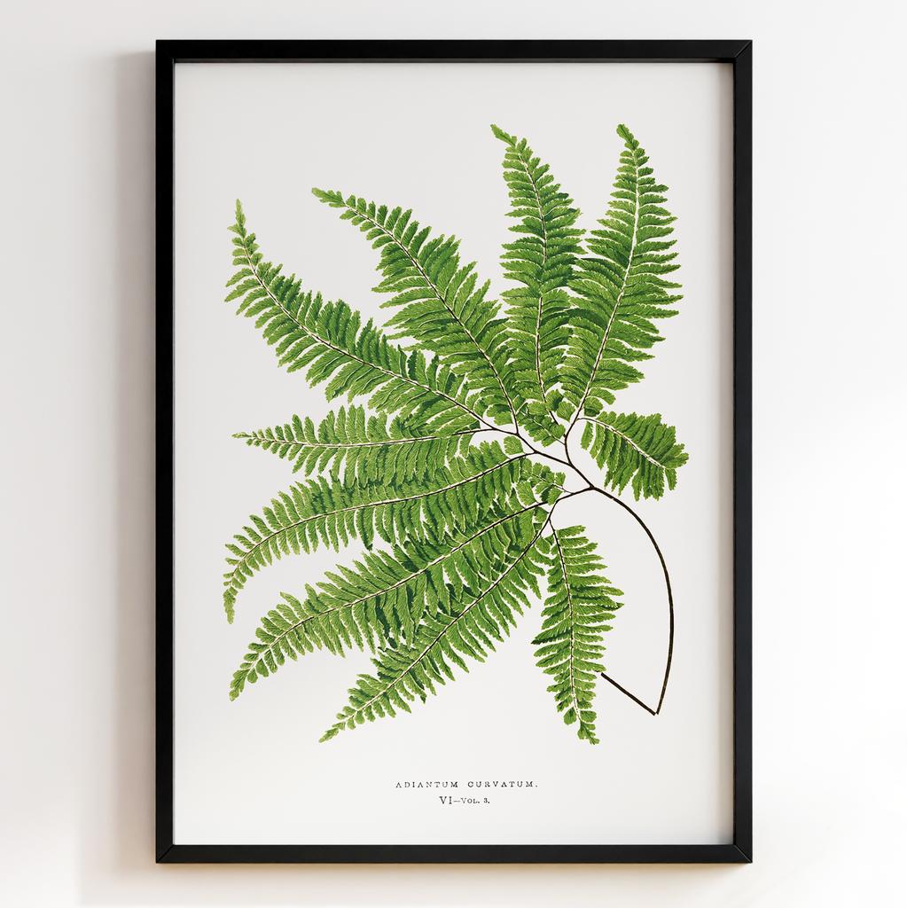 Edward Joseph Lowe – Ботанічний постер із листям Арт: 27551