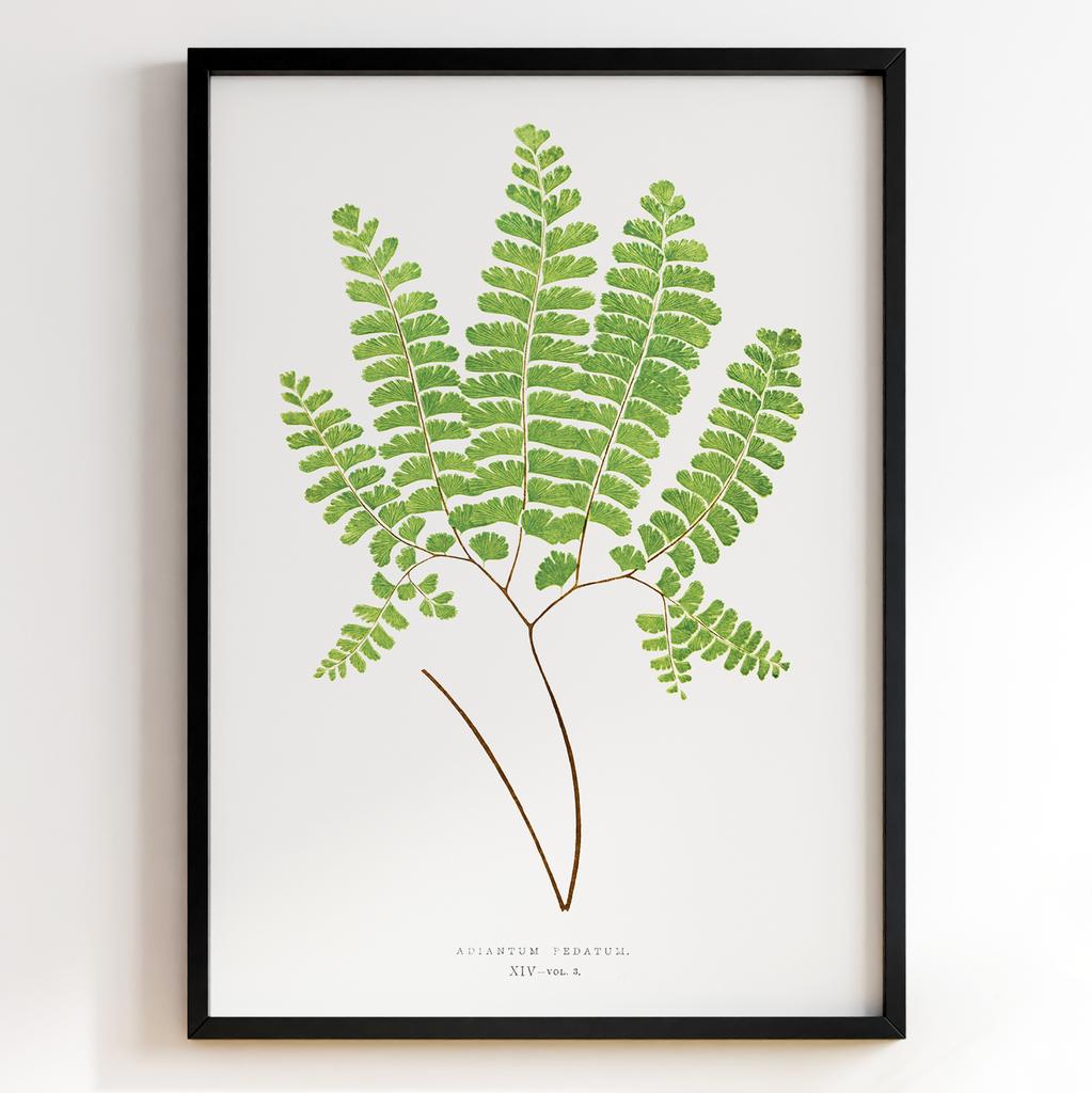 Edward Joseph Lowe – Ботанічний постер із листям Арт: 27552