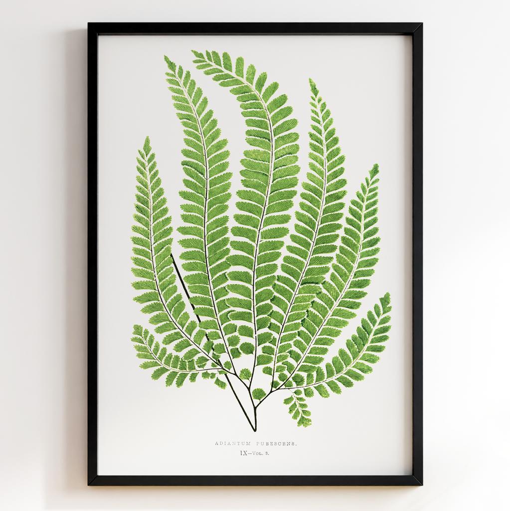 Edward Joseph Lowe – Ботанічний постер із листям Арт: 27553