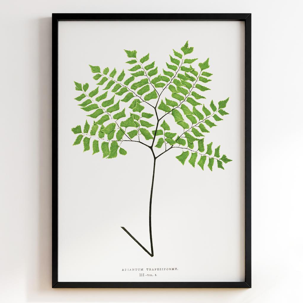 Edward Joseph Lowe – Ботанічний постер із листям Арт: 27554