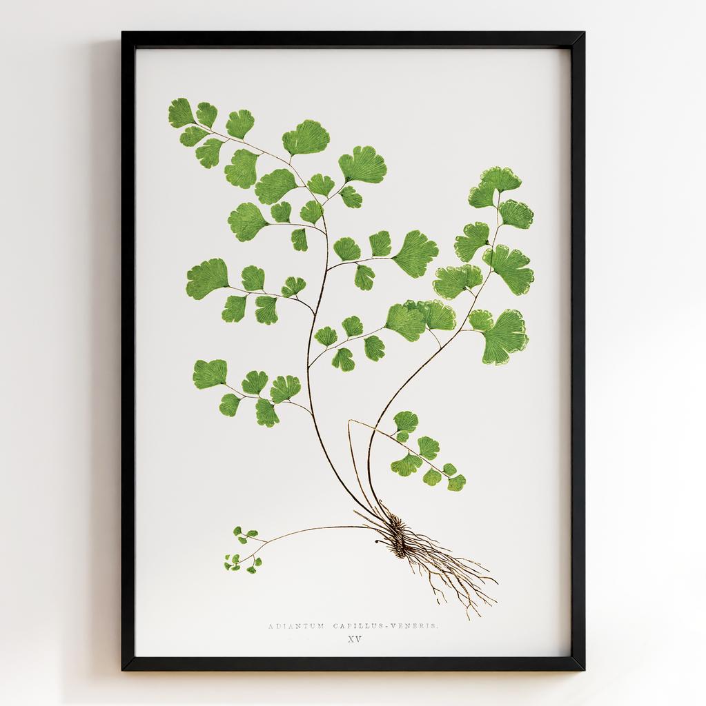 Edward Joseph Lowe – Ботанічний постер із листям Арт: 27556