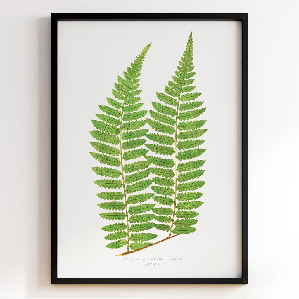 Edward Joseph Lowe – Ботанічний постер із листям Арт: 27557