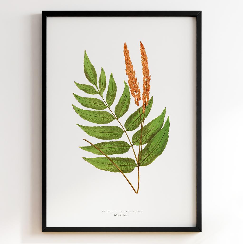 Edward Joseph Lowe – Ботанічний постер із листям Арт: 27558