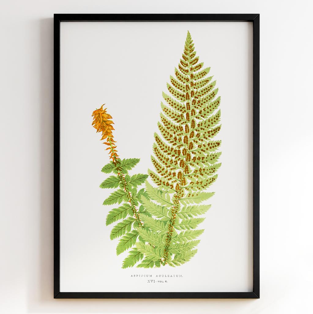 Edward Joseph Lowe – Ботанічний постер із листям Арт: 27559