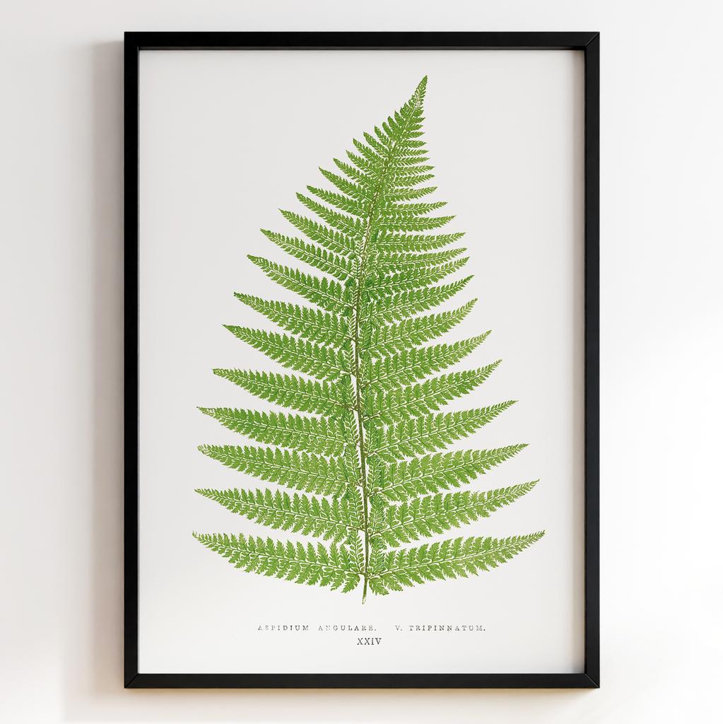 Edward Joseph Lowe – Ботанічний постер із листям Арт: 27560