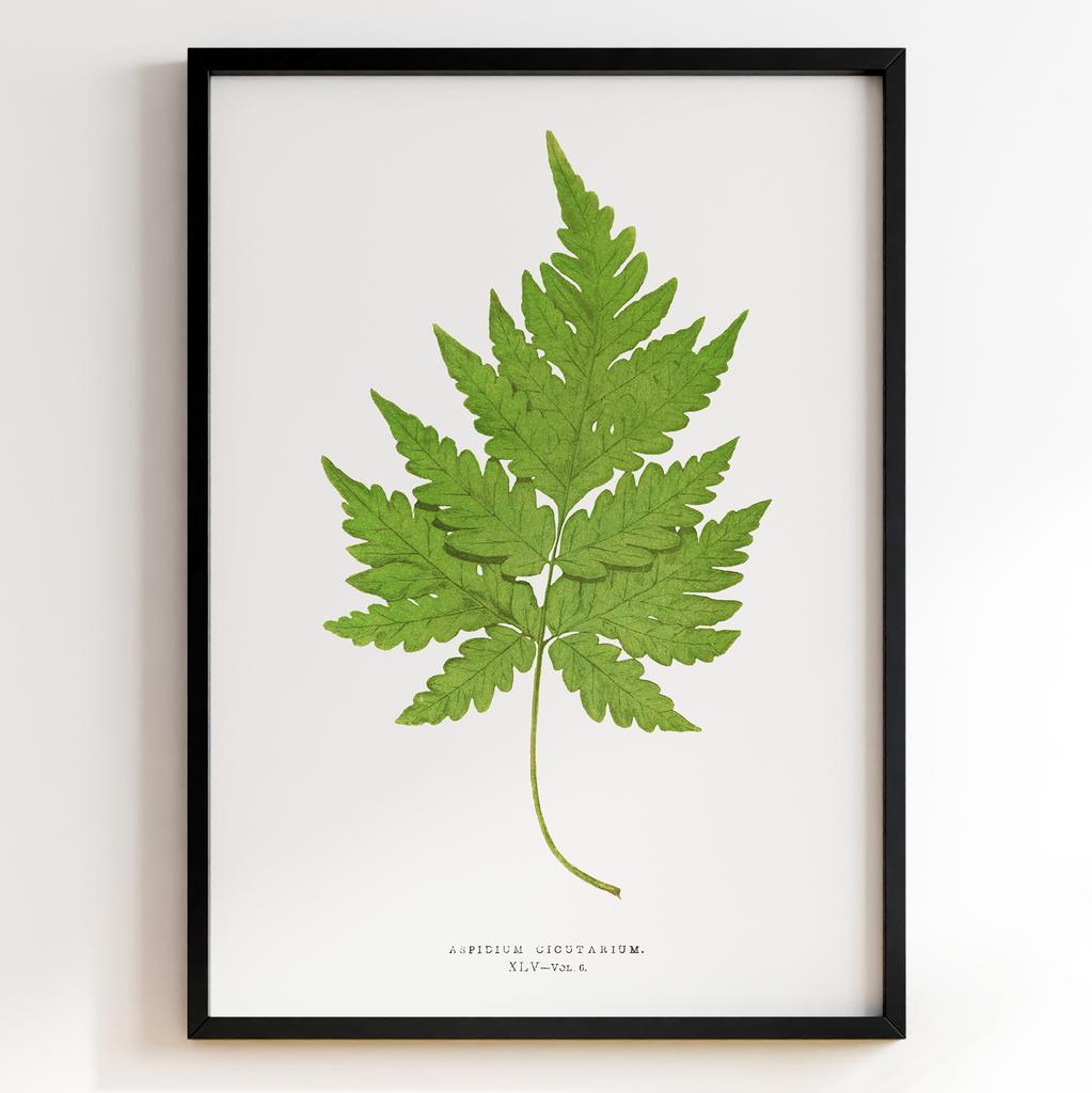 Edward Joseph Lowe – Ботанічний постер із листям Арт: 27561