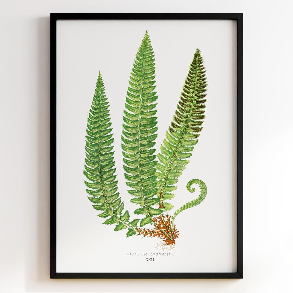 Edward Joseph Lowe – Ботанічний постер із листям Арт: 27562