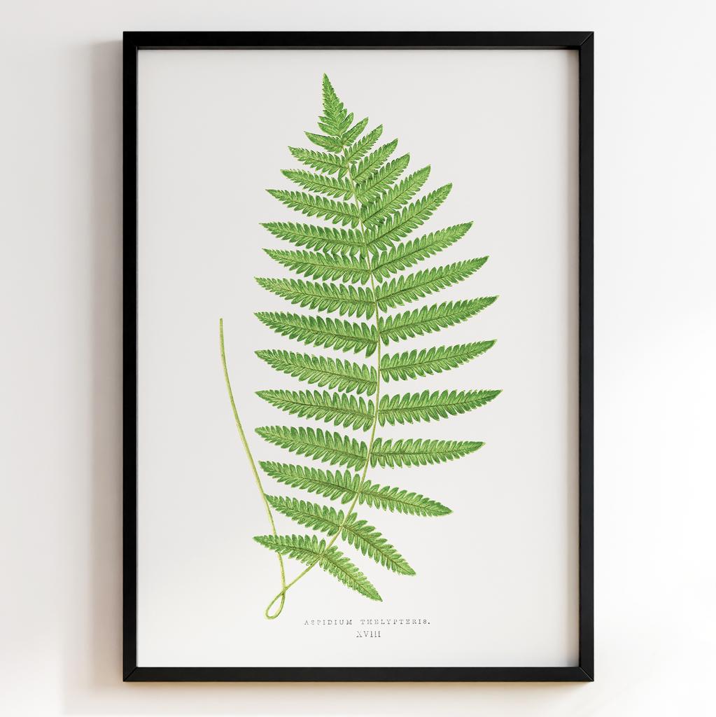 Edward Joseph Lowe – Ботанічний постер із листям Арт: 27563