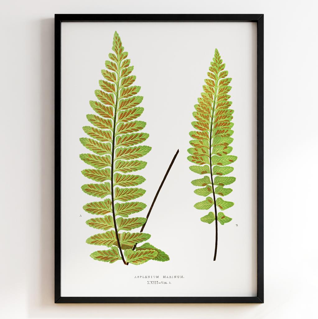 Edward Joseph Lowe – Ботанічний постер із листям Арт: 27564
