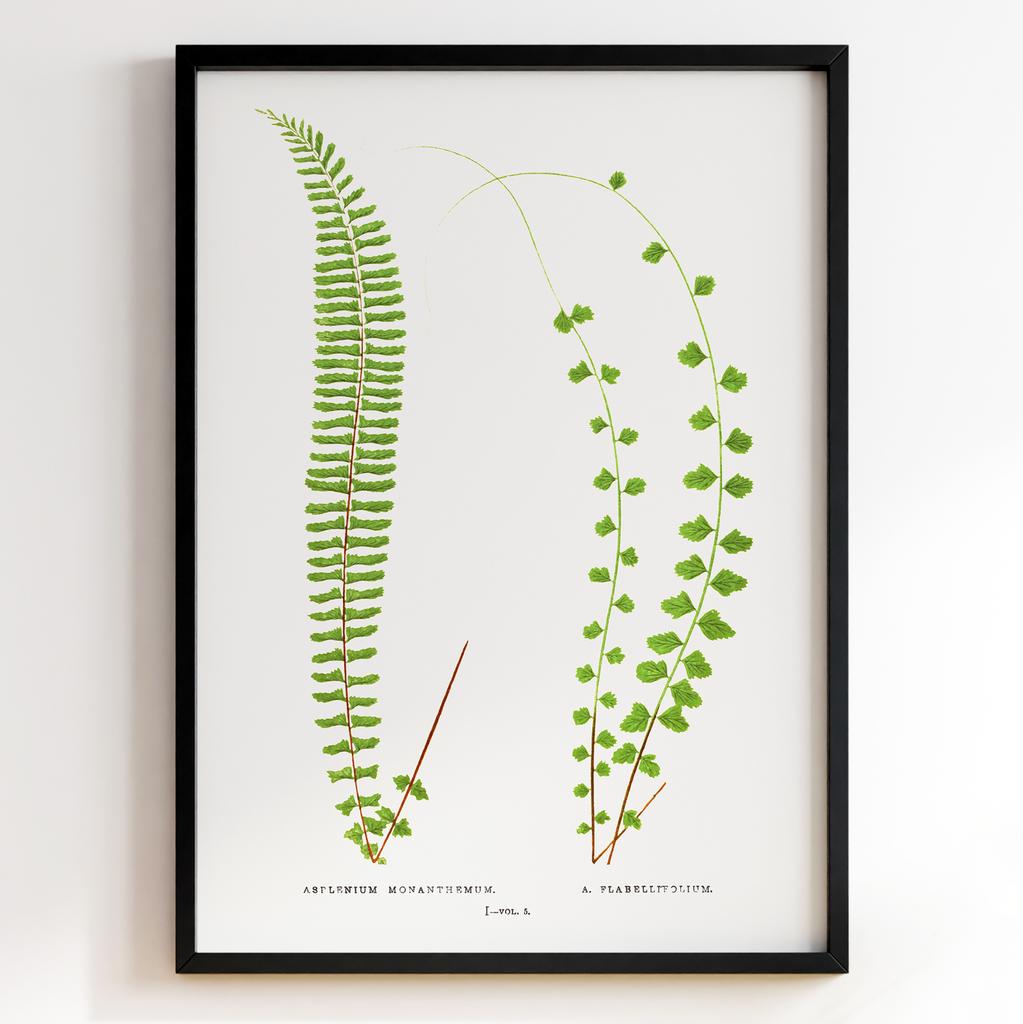 Edward Joseph Lowe – Ботанічний постер із листям Арт: 27565