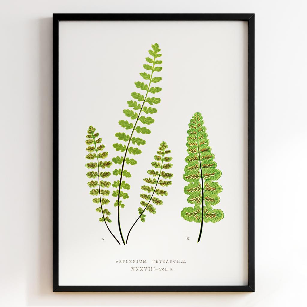 Edward Joseph Lowe – Ботанічний постер із листям Арт: 27567
