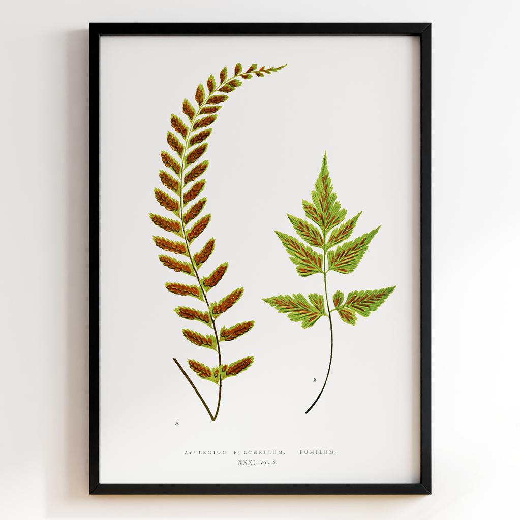 Edward Joseph Lowe – Ботанічний постер із листям Арт: 27568