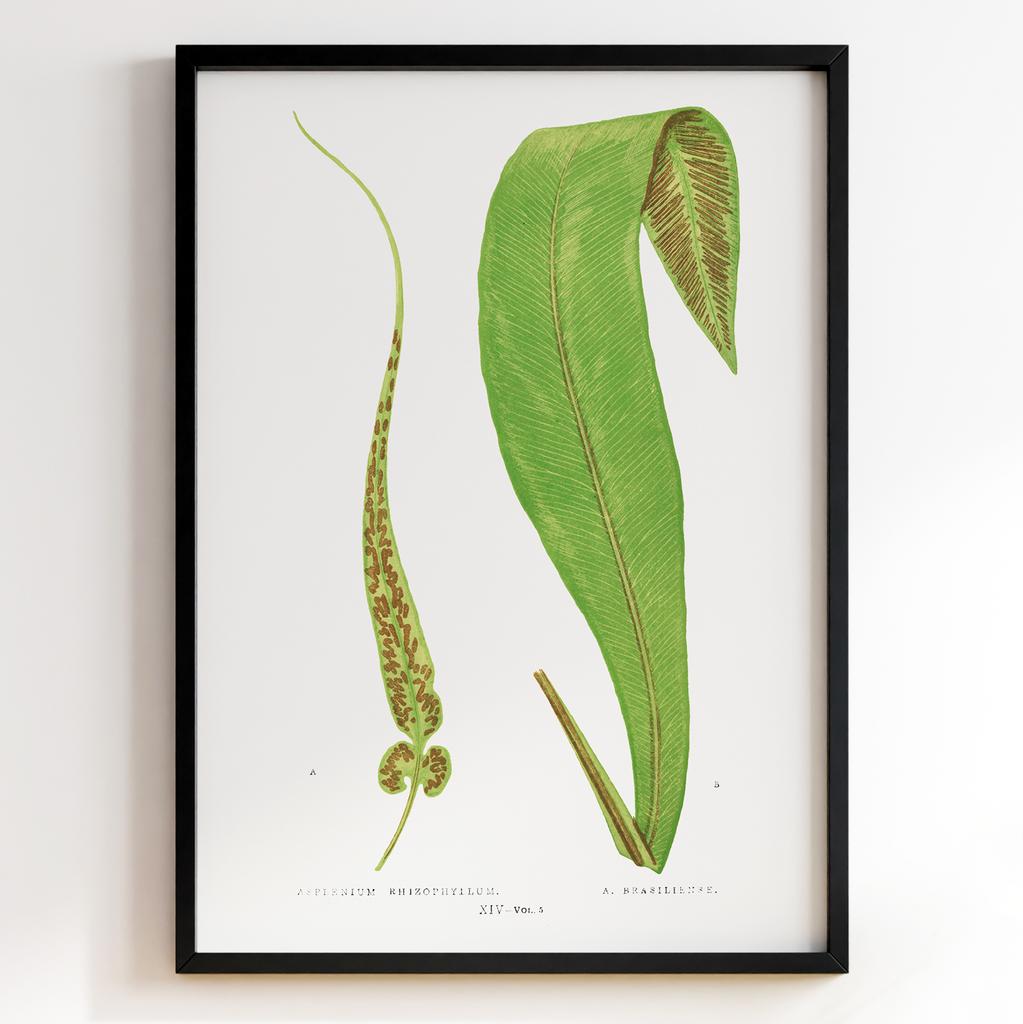 Edward Joseph Lowe – Ботанічний постер із листям Арт: 27569