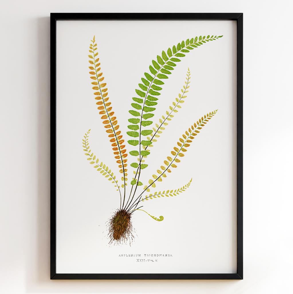 Edward Joseph Lowe – Ботанічний постер із листям Арт: 27570