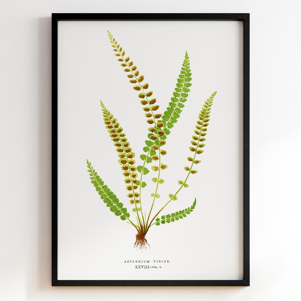 Edward Joseph Lowe – Ботанічний постер із листям Арт: 27571