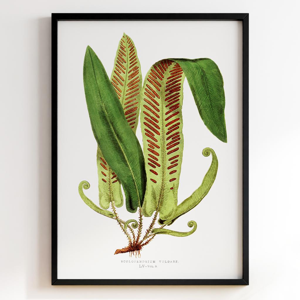 Edward Joseph Lowe – Ботанічний постер із листям Арт: 27572