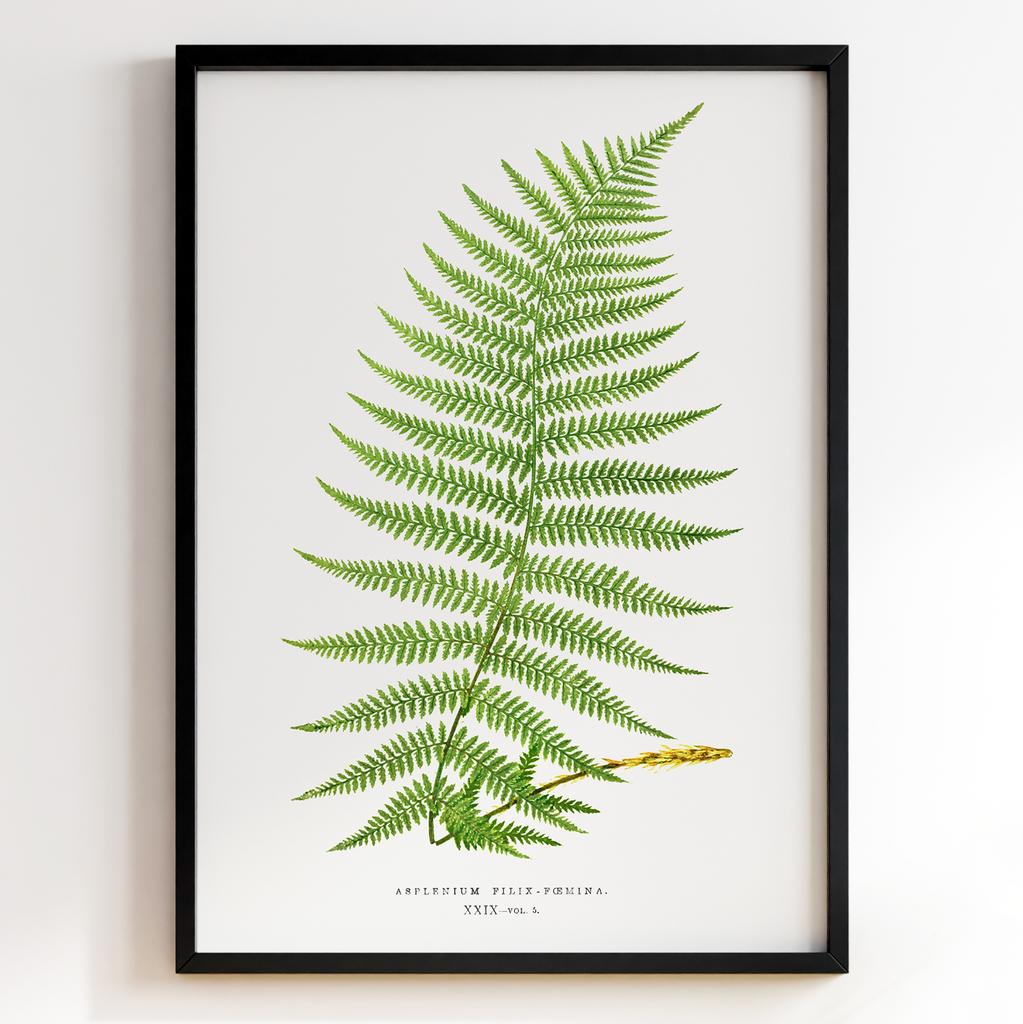 Edward Joseph Lowe – Ботанічний постер із листям Арт: 27573