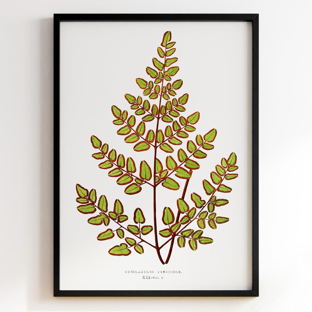 Edward Joseph Lowe – Ботанічний постер із листям Арт: 27574