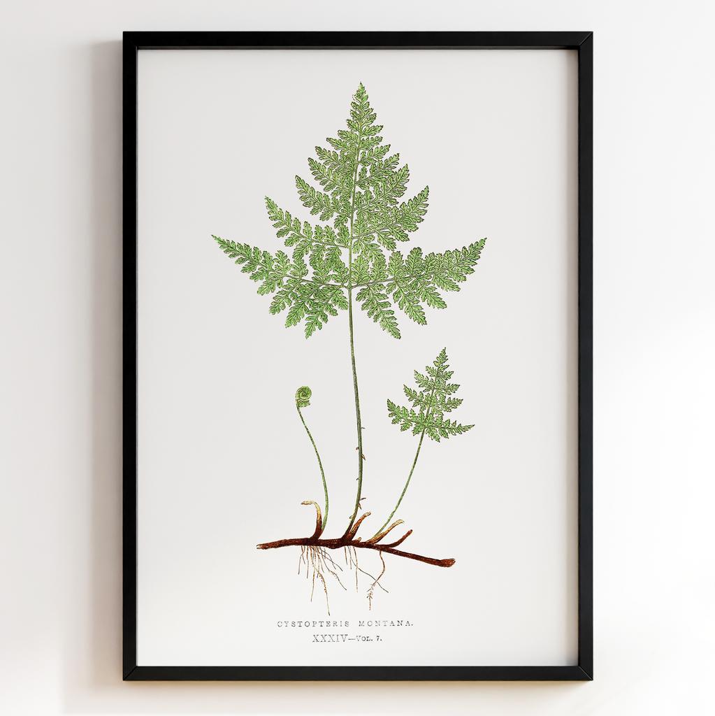 Edward Joseph Lowe – Ботанічний постер із листям Арт: 27575