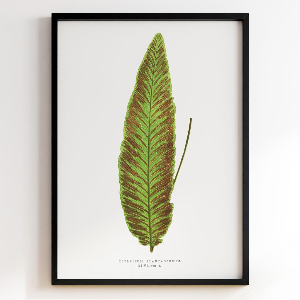 Edward Joseph Lowe – Ботанічний постер із листям Арт: 27576