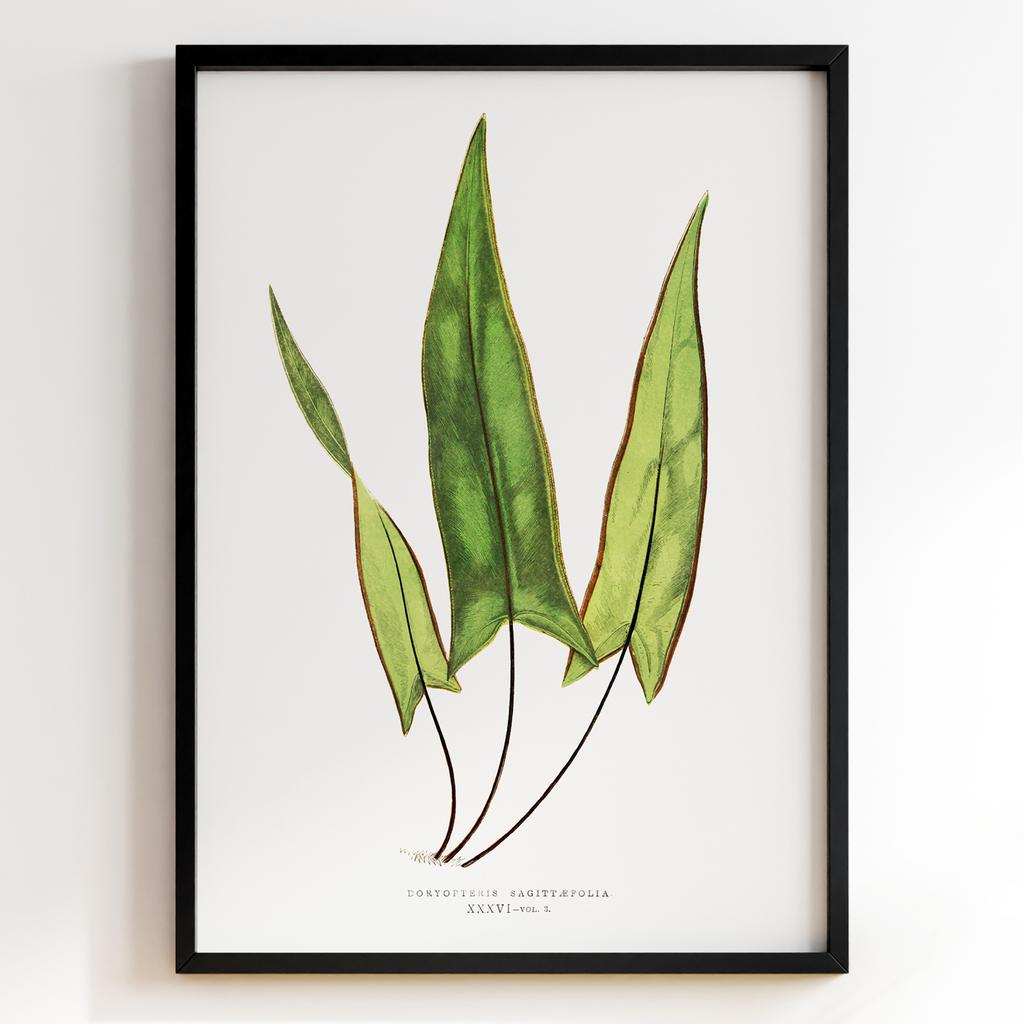 Edward Joseph Lowe – Ботанічний постер із листям Арт: 27577