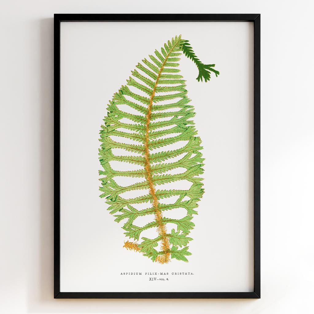 Edward Joseph Lowe – Ботанічний постер із листям Арт: 27578