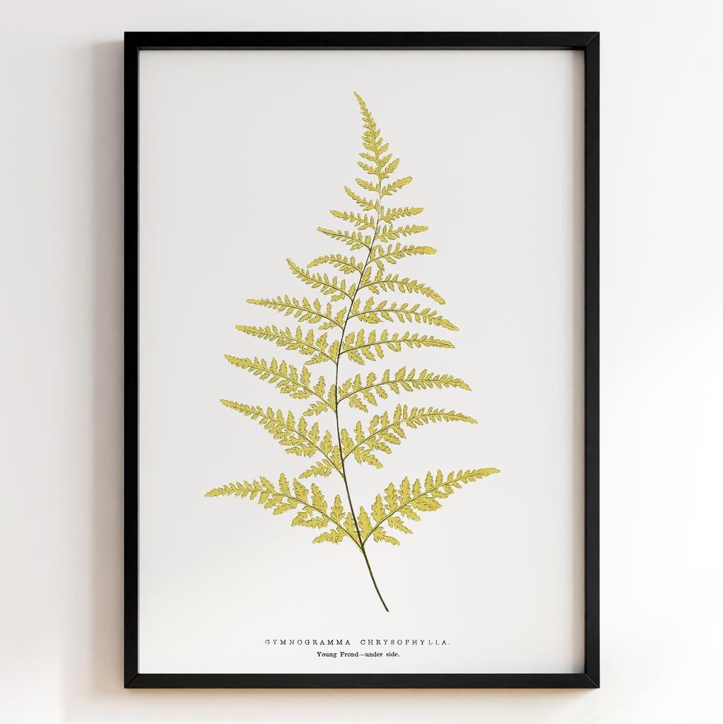 Edward Joseph Lowe – Ботанічний постер із листям Арт: 27579