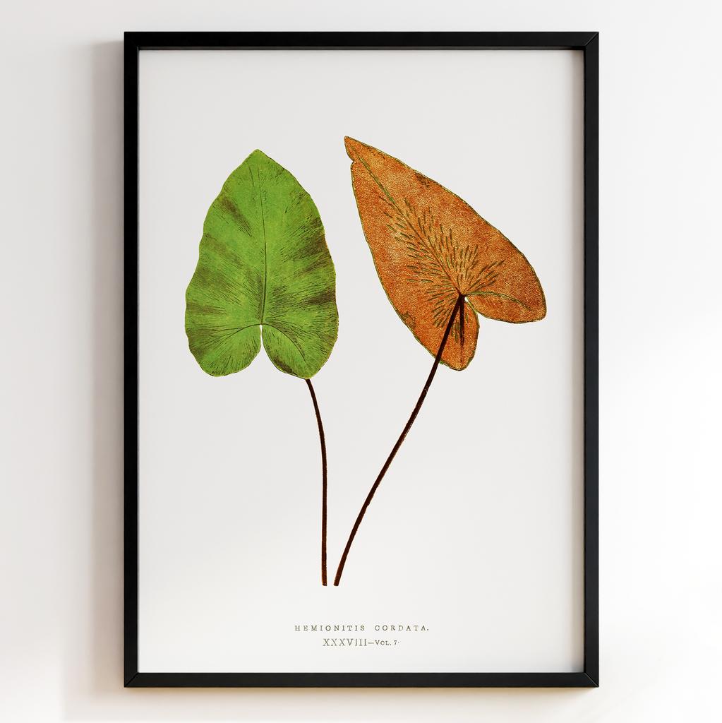 Edward Joseph Lowe – Ботанічний постер із листям Арт: 27580