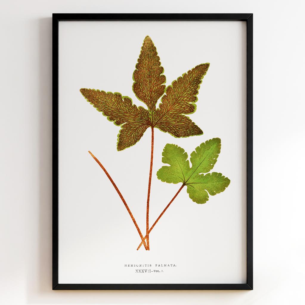 Edward Joseph Lowe – Ботанічний постер із листям Арт: 27581