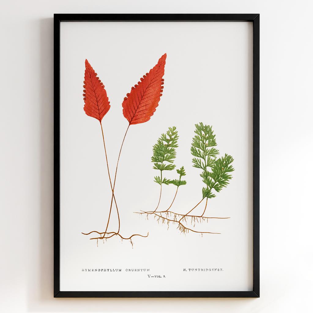 Edward Joseph Lowe – Ботанічний постер із листям Арт: 27582