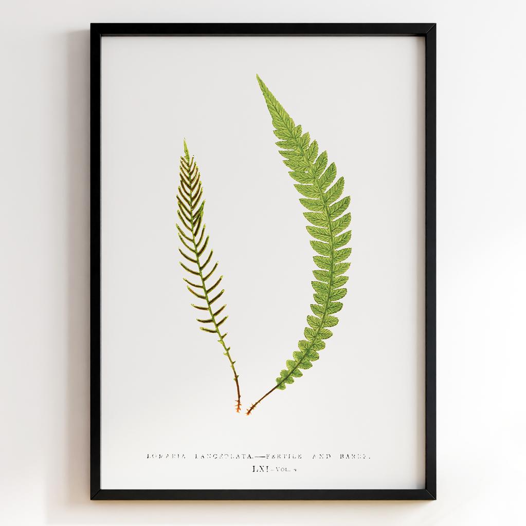 Edward Joseph Lowe – Ботанічний постер із листям Арт: 27583