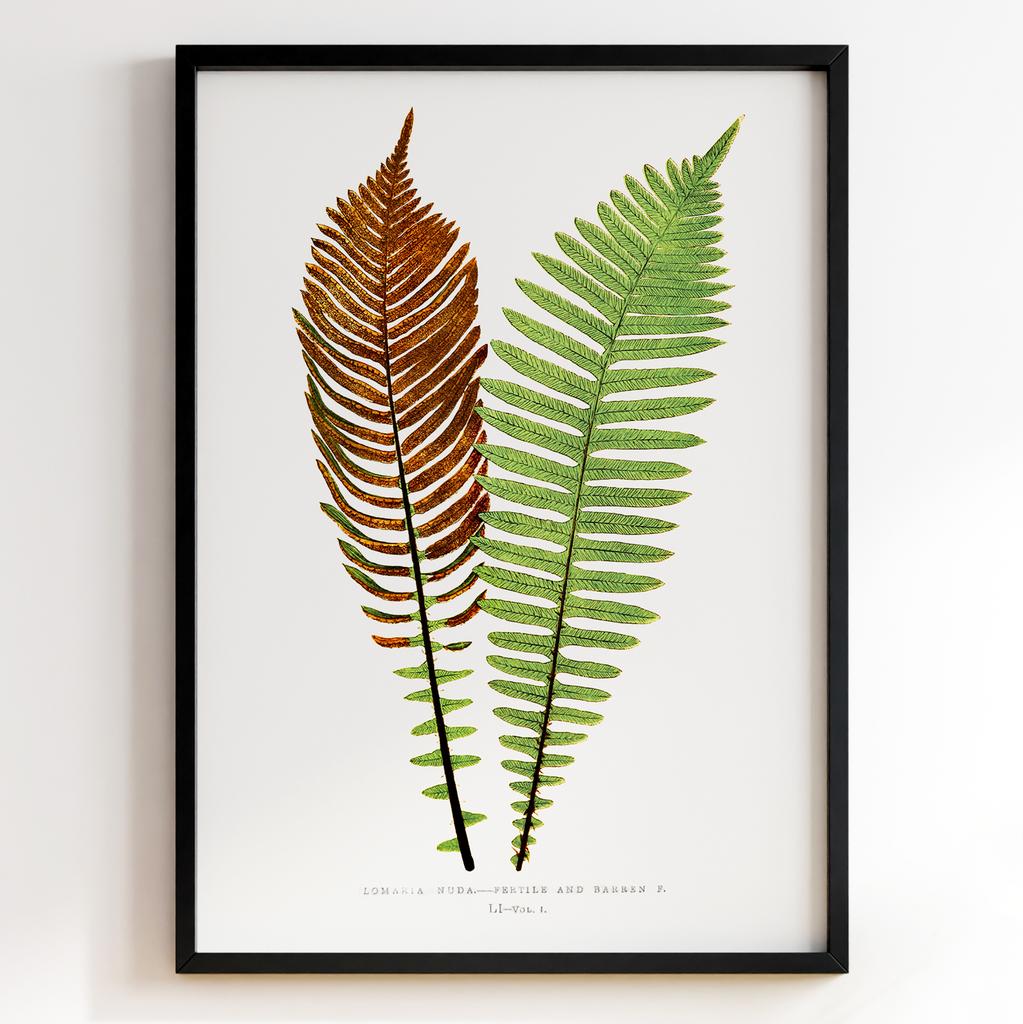 Edward Joseph Lowe – Ботанічний постер із листям Арт: 27584