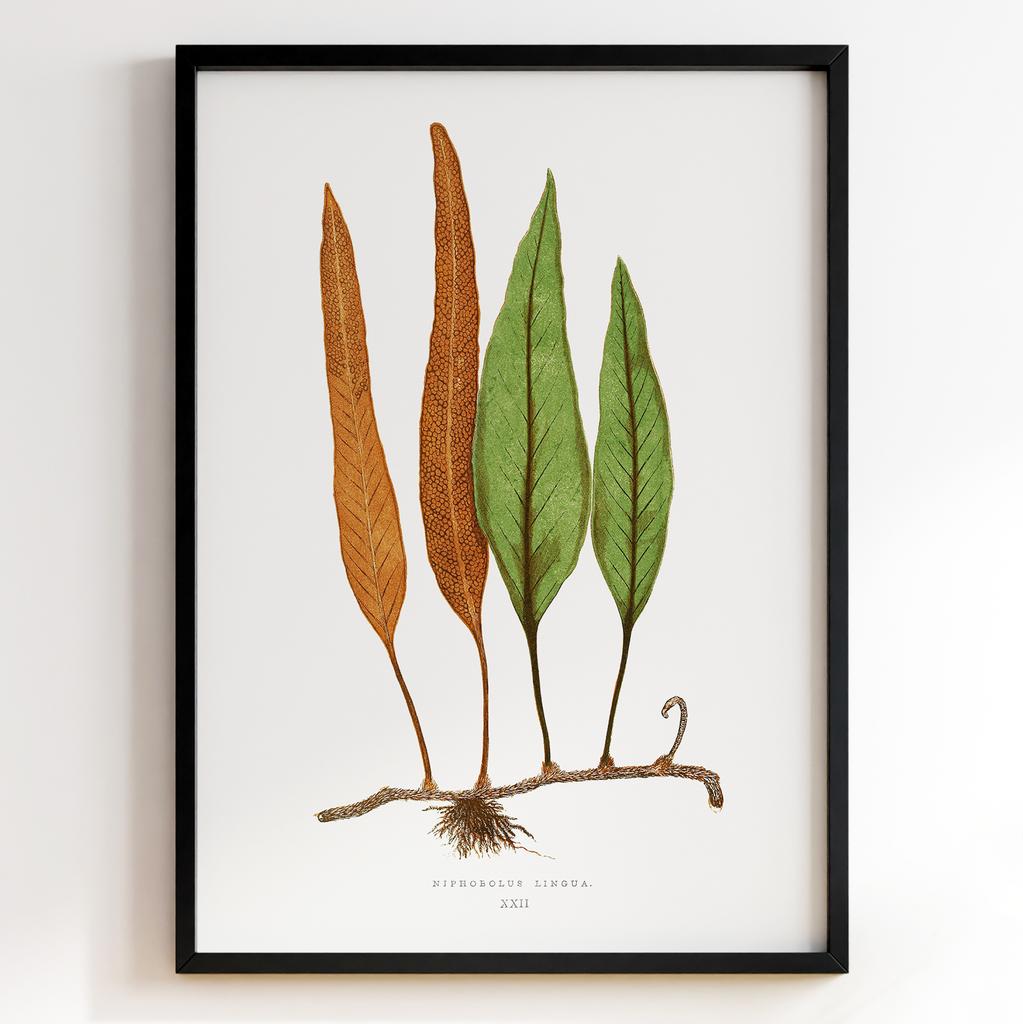 Edward Joseph Lowe – Ботанічний постер із листям Арт: 27585